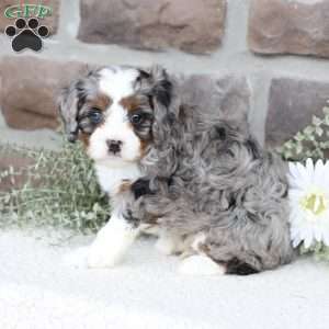 Beau, Cavapoo Puppy